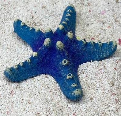Grotaqua Цветной коралл синий Звезда малая, 8*8*2 см