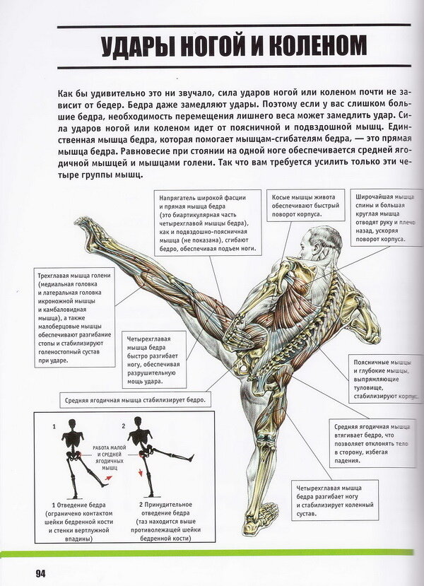 Анатомия Боя. Силовые упражнения для боевых искусств - фото №12