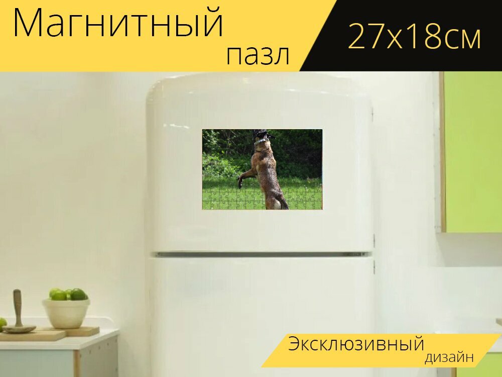 Магнитный пазл "Малинуа, собака, прыгнуть" на холодильник 27 x 18 см.