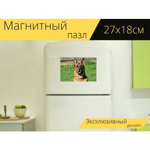 Магнитный пазл Пастушья собака, немецкая овчарка, старая немецкая овчарка на холодильник 27 x 18 см.