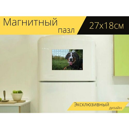 Магнитный пазл Бернский зенненхунд, собака, горная собака на холодильник 27 x 18 см. магнитный пазл собака коляска неси свою собаку на холодильник 27 x 18 см