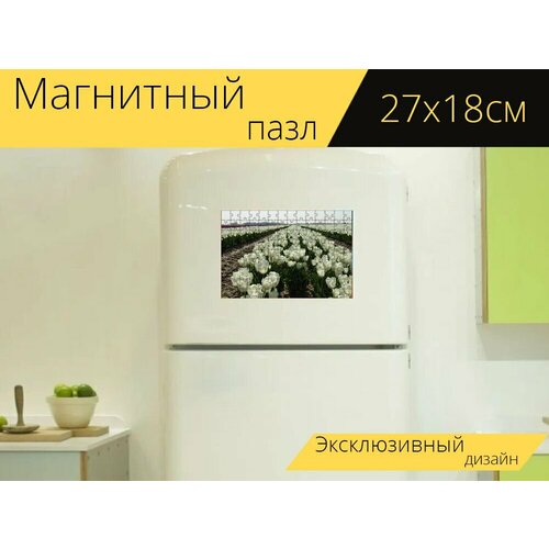 Магнитный пазл Белый тюльпан, цветок, тюльпан на холодильник 27 x 18 см.