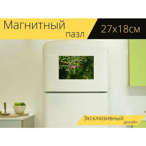 Магнитный пазл Сербская ель, шишка, природа на холодильник 27 x 18 см. ель сербская пимоко