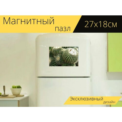 Магнитный пазл Золотой шар кактус, кактус, эхинокактус на холодильник 27 x 18 см.