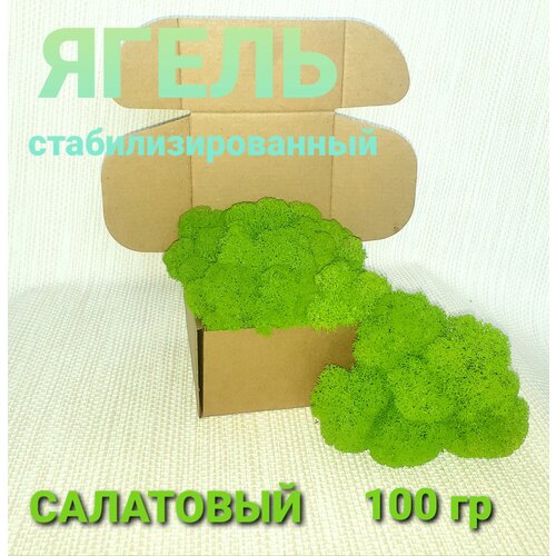 Мох ягель стабилизированный