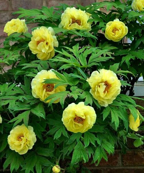 Пион Хай Нун 1 шт