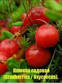 Клюква садовая семена