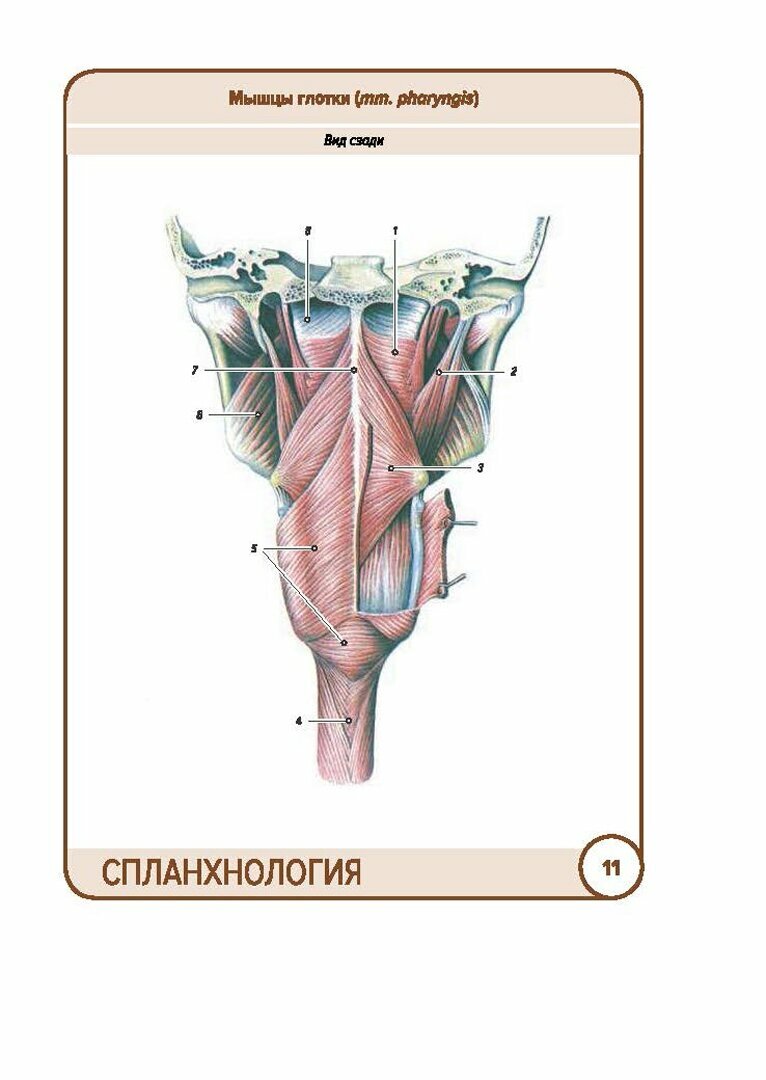 Анатомия человека. Спланхнология. Карточки (49 шт.) - фото №5