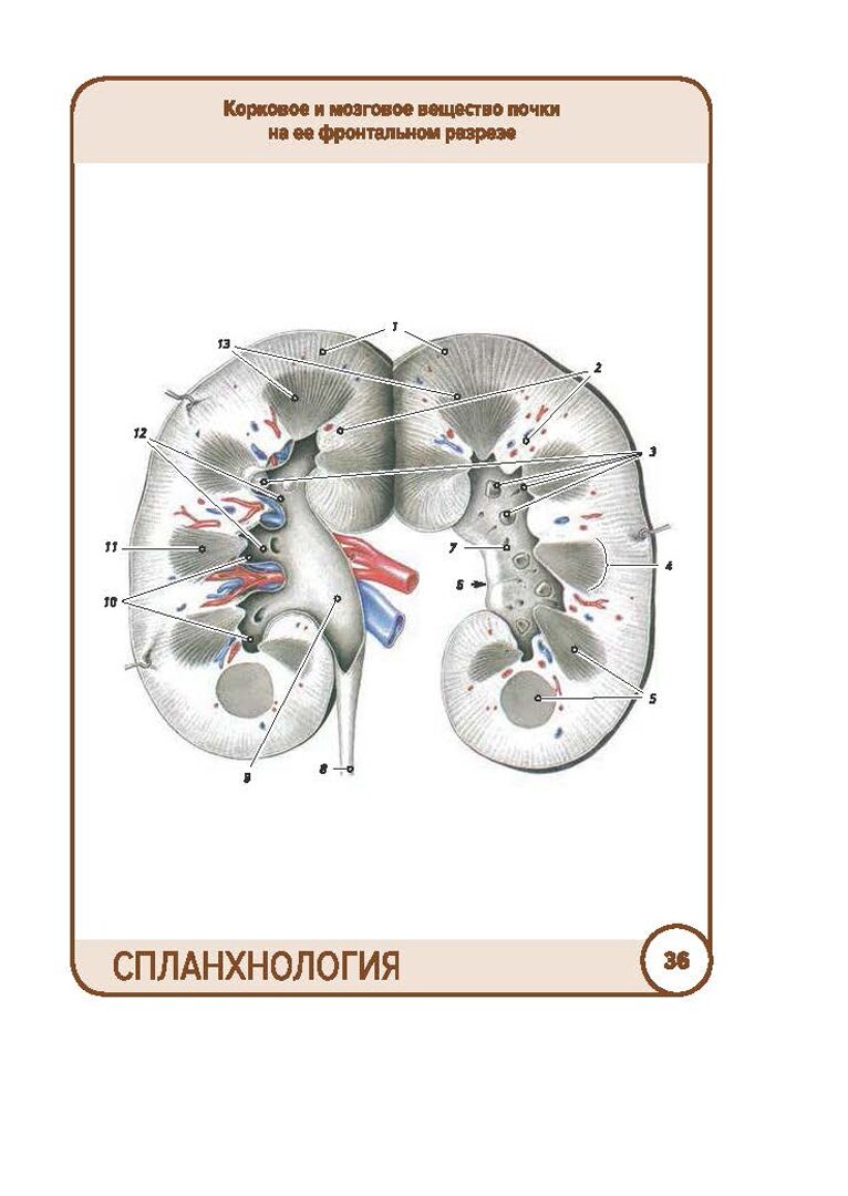 Анатомия человека. Спланхнология. Карточки (49 шт.) - фото №7