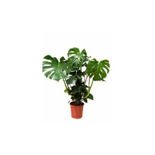 Монстера (80 см)