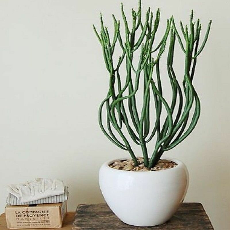 Молочай, Эуфорбия, Euphorbia Tirucalli, суккуленты, семена