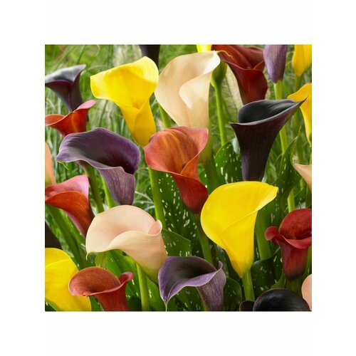 Каллы Луковица, клубни, Детки, Ассорти сортов, 5 шт