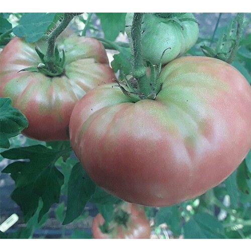 Коллекционные семена томата Венгерское сердце