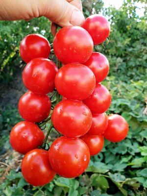 Коллекционные семена томата Гроздевой Корбарино