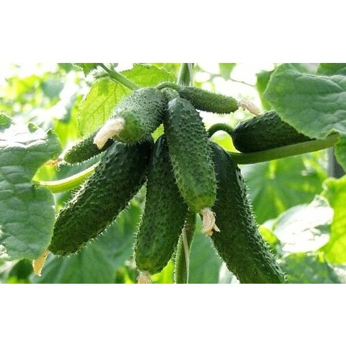 Коллекционные семена огурца Амур F1