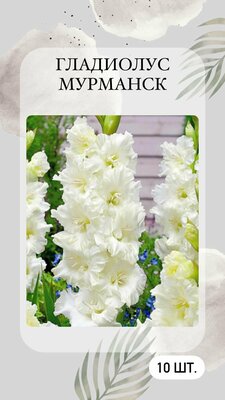 Гладиолус крупноцветковый Мурманск, луковицы многолетних цветов