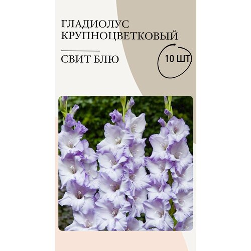 Гладиолус крупноцветковый Саит Блю, луковицы многолетних цветов