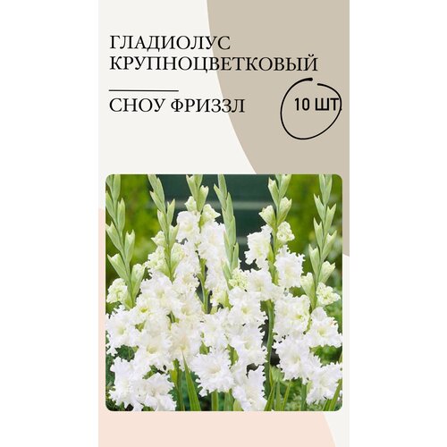Гладиолус крупноцветковый Сноу Фриззл, луковицы многолетних цветов гладиолус сноу фриззл 1 уп 3 шт