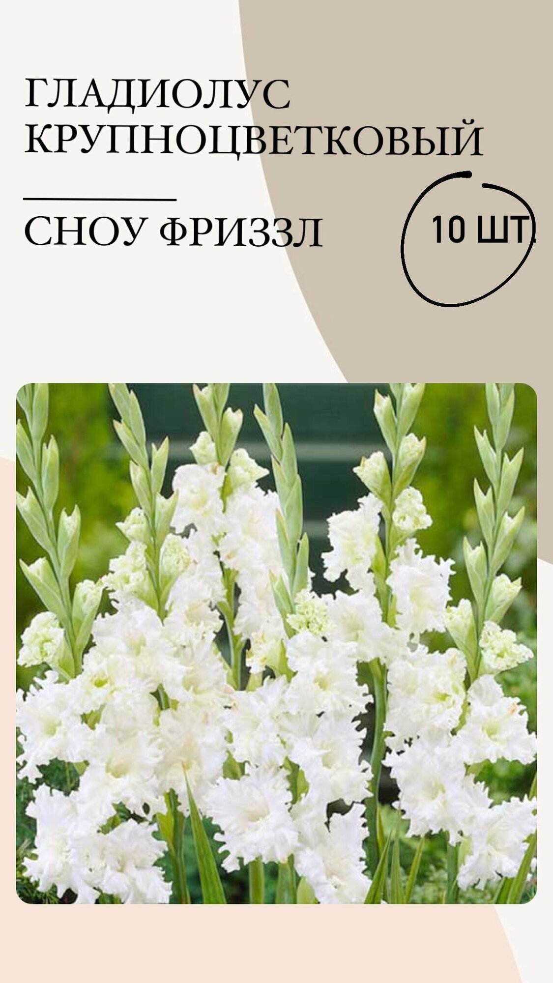 Гладиолус крупноцветковый Сноу Фриззл, луковицы многолетних цветов