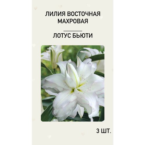 Лилия Лотус Бьюти, луковицы многолетних цветов лилия лотус бьюти восточная махровая