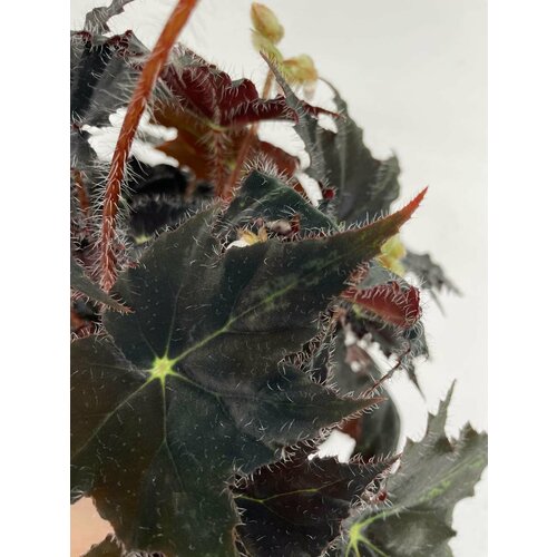 Бегония Mettalic black - Лист