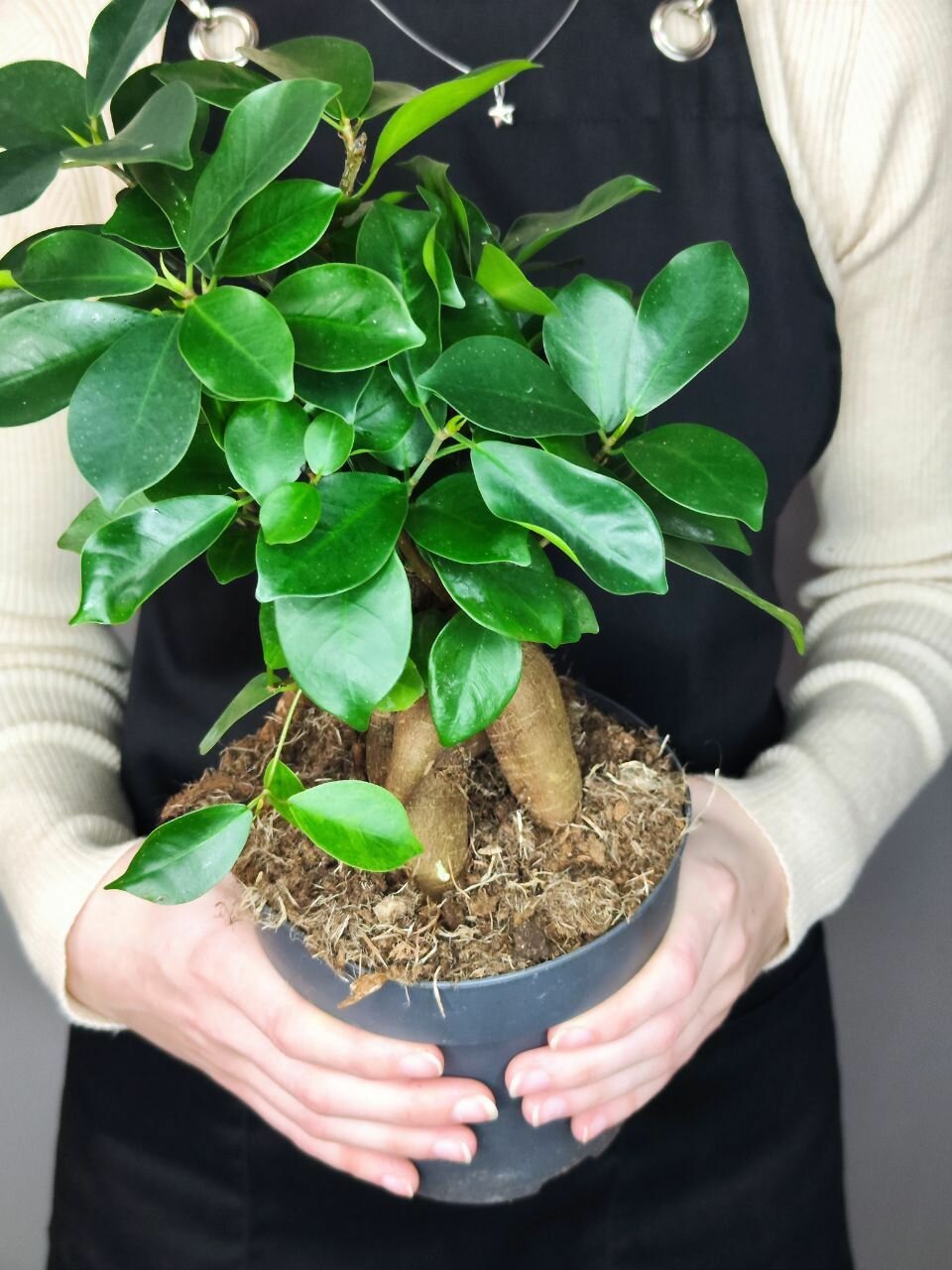 Фикус микрокарпа (Ficus microcarpa) D15см