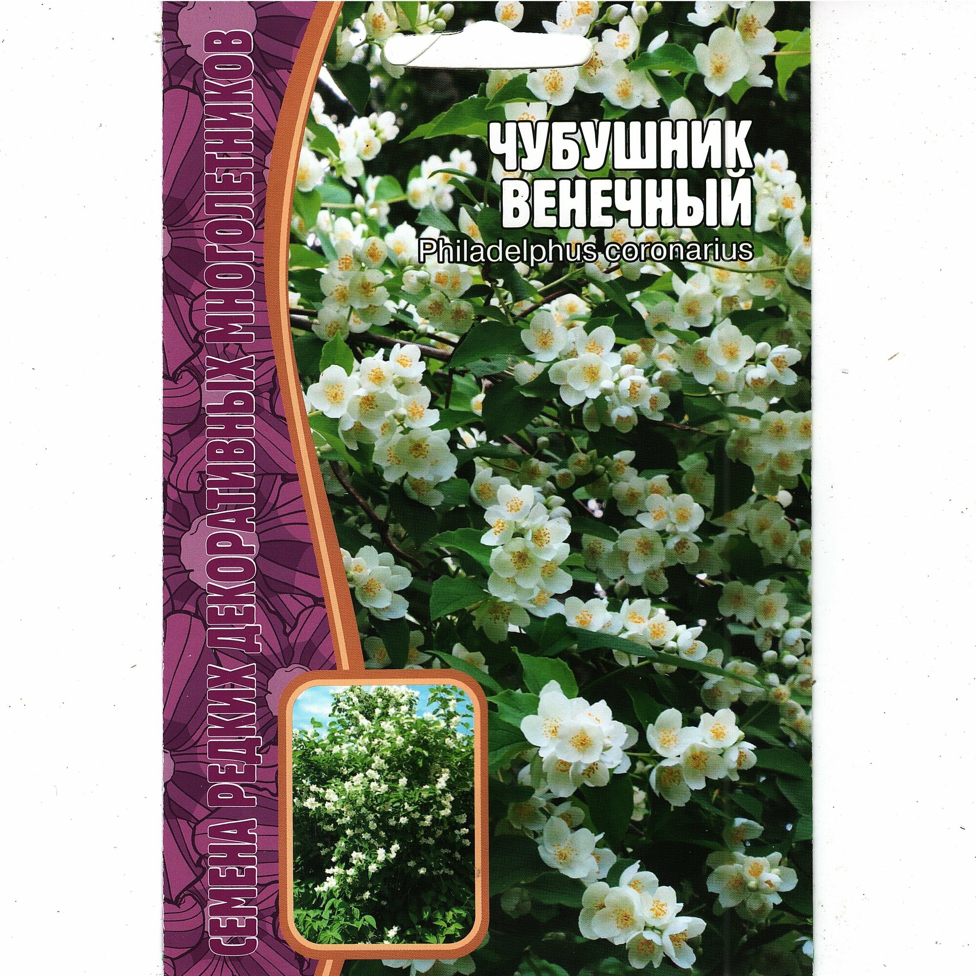 Чубушник Венечный / Philadelphus coronarius, многолетний кустарник ( 1 уп: 15 семян )