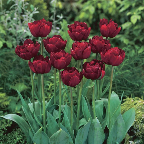 Луковицы Тюльпана UNCLE TOM ( 10 шт )