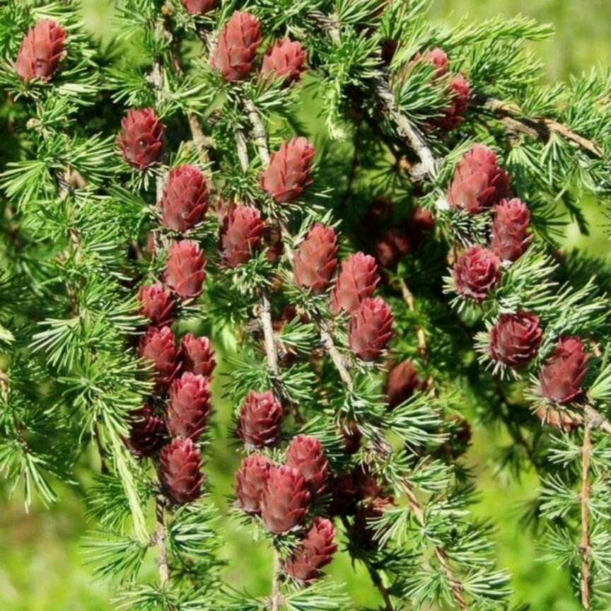 Семена Лиственницы Гмелина  30 штук