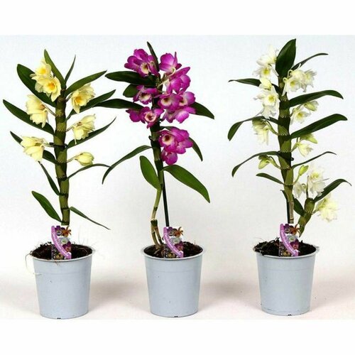 Растение Дендробиум Нобиле 1999₽