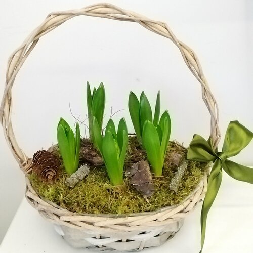 Гиацинты в корзине