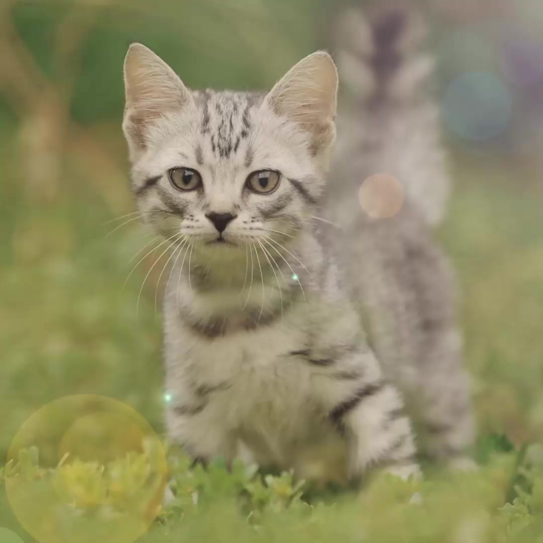 SAVITA Беззерновой сухой корм для котят с лососем и белой рыбой, GRAIN FREE KITTEN, Salmon & White Fish, 5 кг — фото 1