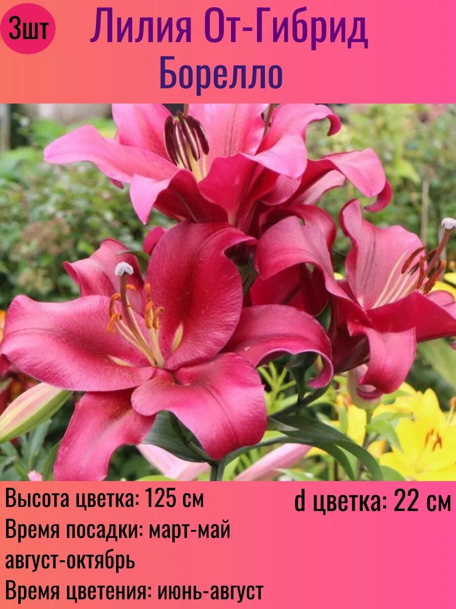 Лилии луковицы От-гибрид многолетние 3 штуки