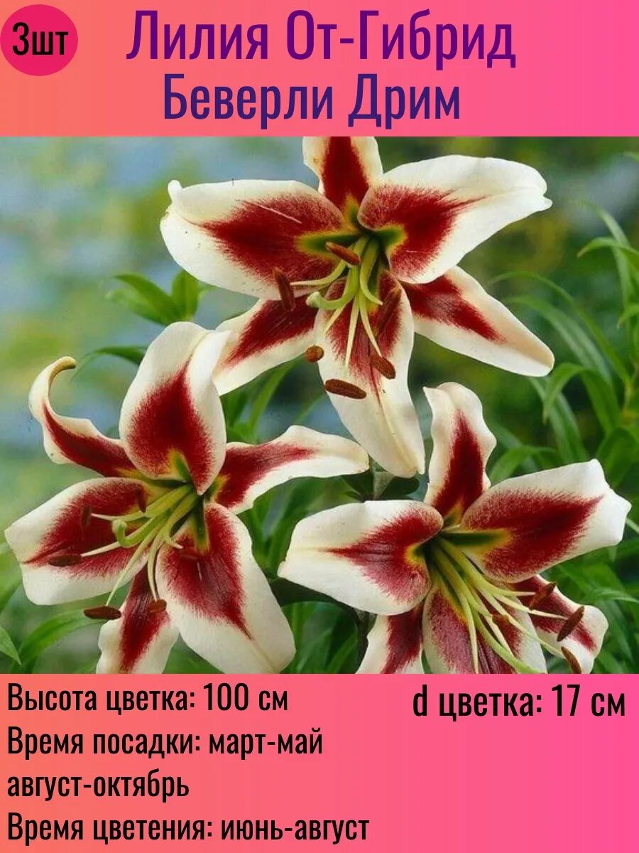 Лилии луковицы От-гибрид многолетние 3 штуки