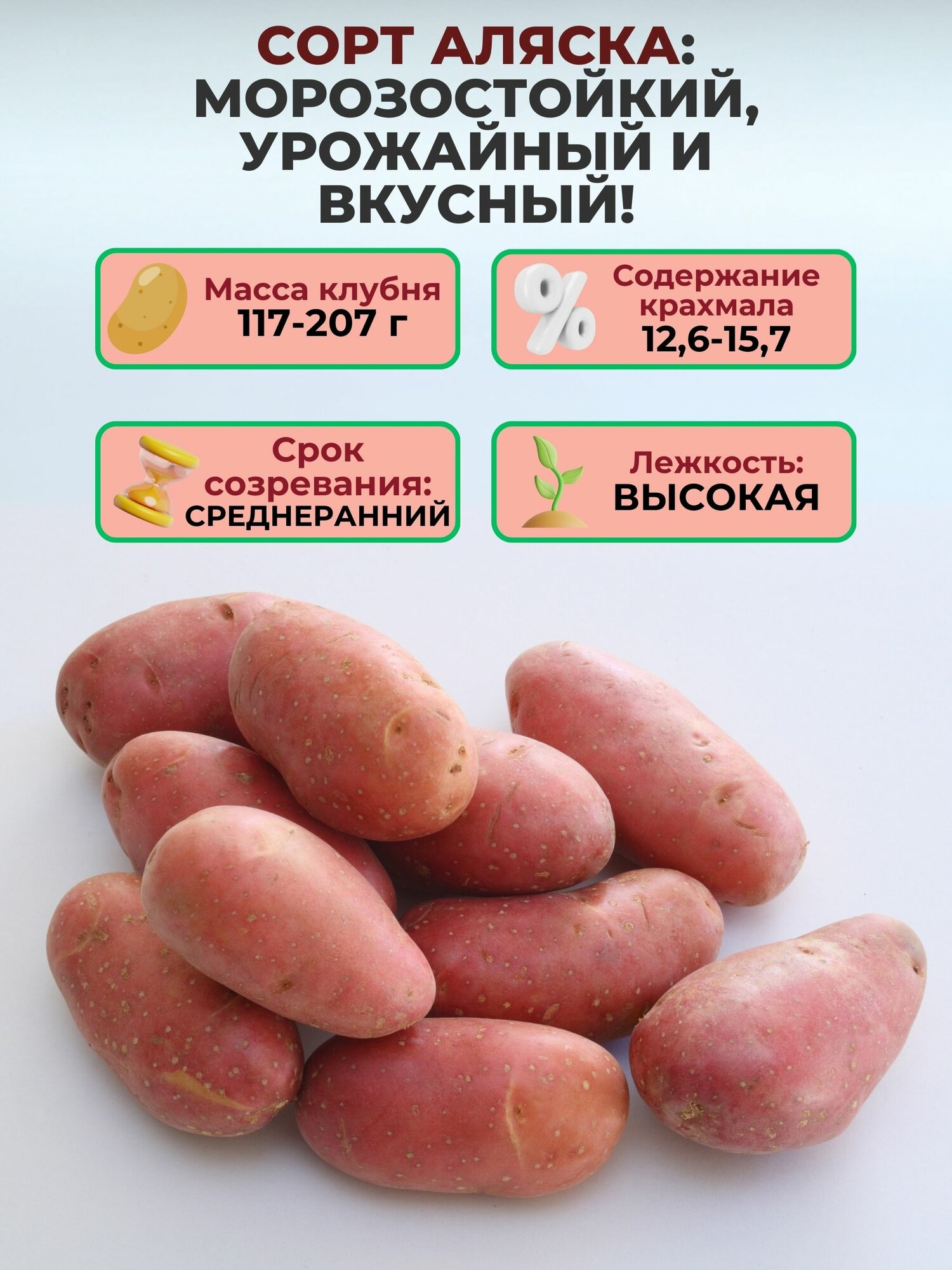 Картофель семенной Аляска + Коломбо, набор по 1 кг. Устойчивы к болезням, вкусные и ровные клубни, отличная лёжкость, отборный посадочный материал. Подходят для варки и жарки, хорошо хранятся. — фото 1