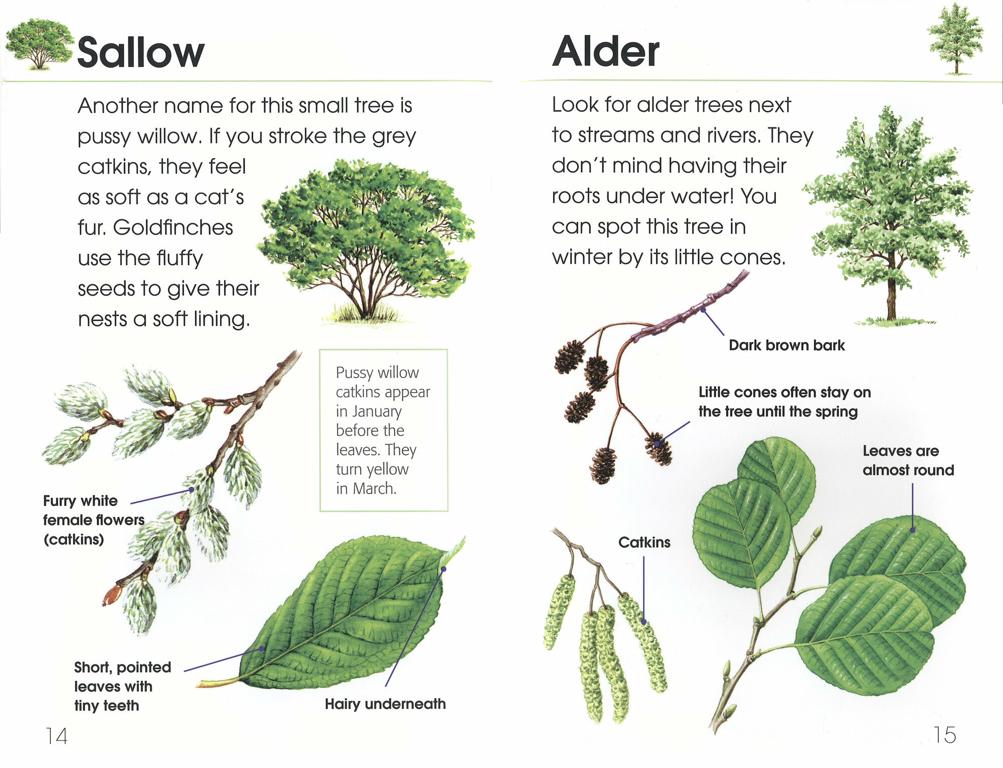 RSPB First Book Of Trees (Niemann Derek) - фото №2