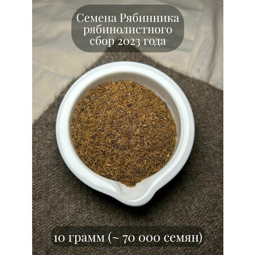 Семена декоративного кустарника Рябинника рябинолистного, 10 грамм (примерно 70 000 шт)