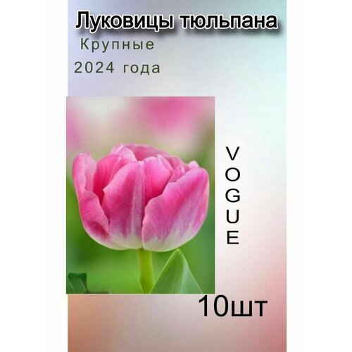 Луковицы Тюльпана Vogue ( 10 шт)