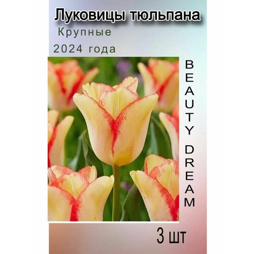 Луковицы Тюльпана Beauty Dream (3 шт)