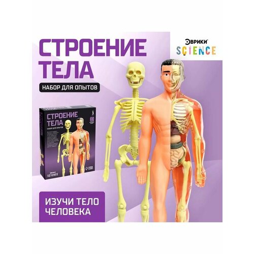 Набор для опытов Строение тела Анатомия человека 1159₽