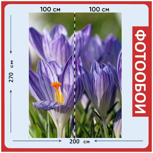 Фотообои Крокус цветы фиолетовый 200x270 см флизелиновыена стену 2980₽