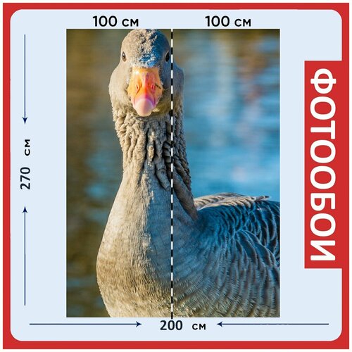Фотообои Гусь серый гусь водоплавающая птица 200x270 см флизелиновыена стену 2960₽