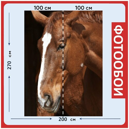 Фотообои Лошадь коричневый портрет 200x270 см флизелиновыена стену 2940₽