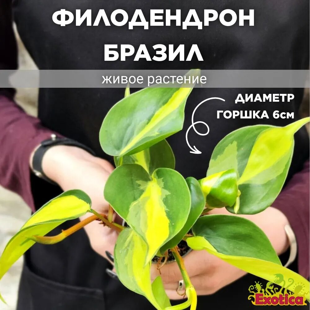 фото Филодендрон Сканденс Бразил (Philodendron Scandens Brazil) D6см