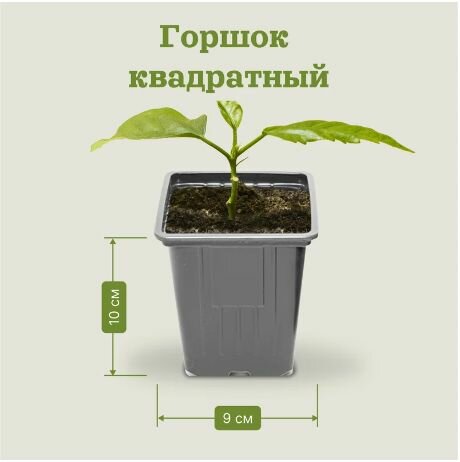 Горшок для рассады формованный 9*9*10см 055л 5штук