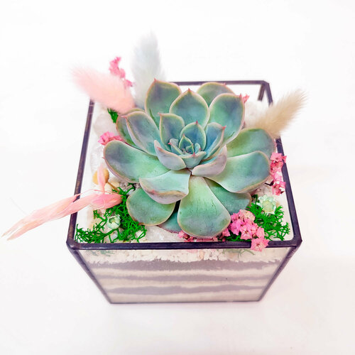 Флорариум с суккулентами Кубик мини с Мистери 8см 1900₽