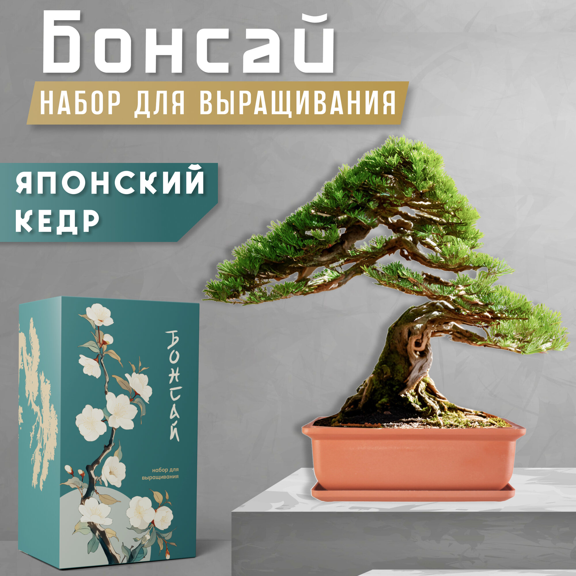 Бонсай японский кедр — купить по низкой цене на Яндекс Маркете