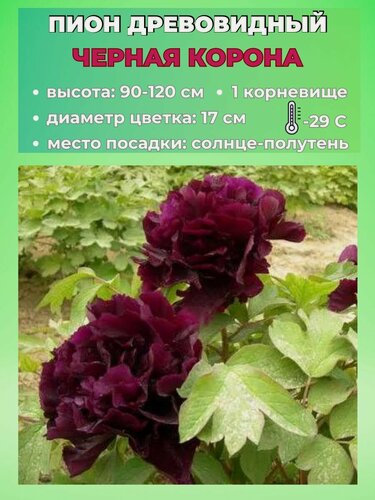 Изображение товара Пион древовидный корневище, 1 штука
