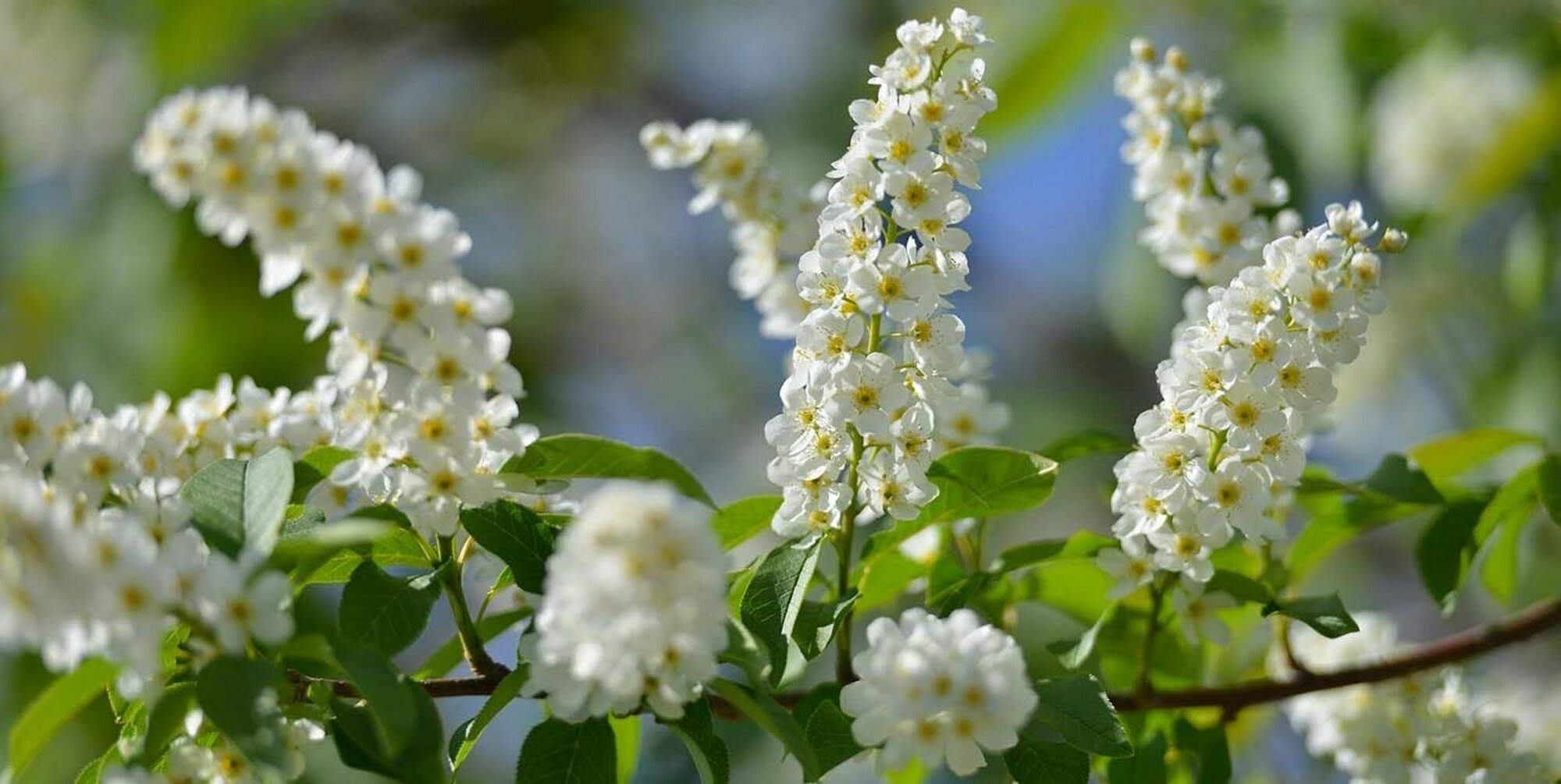 Картина Абстракция Цветение черёмухи 80х40 см