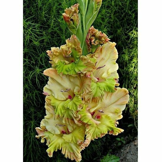 Гладиолус Киев 1шт